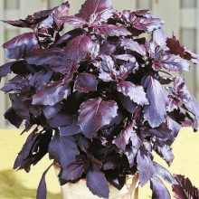 Базилик Рози