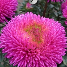 Астра Хризантелла Сердце Дракона