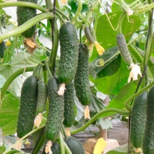 Огурец Северин F1