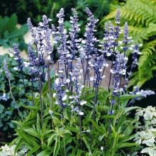 Шалфей Фэйри Куин (мучнистый)