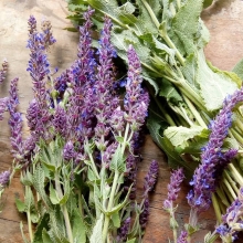 Шалфей Кубанец лекарственный