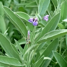 Шалфей Дервиш