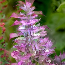 Шалфей Мускатный