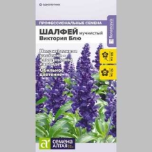 Шалфей Виктория Блю
