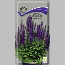 Шалфей Фиолетовый (дубравный) пышный