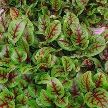 Щавель Красные узоры (Декоративный огород )