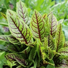 Щавель Красная Утка