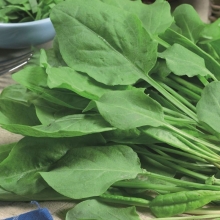 Щавель Широколистный