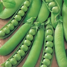 Горох Щербет