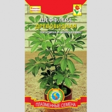 Шеффлера древовидная