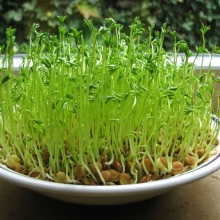 Микрозелень Чечевица