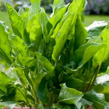 Щавель Летний борщ