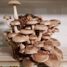Грибы - Шиитаке на древесной палочке мицелий 12шт (большой пакет)