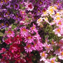 Схизантус Разноцветные эльфы