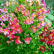 Схизантус Райские бабочки