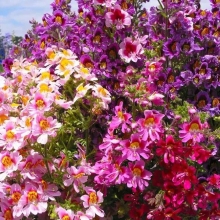 Схизантус Крылья ангела смесь