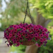 Петуния Шок Вейв F1 Дип Парпл (Семена Профи)