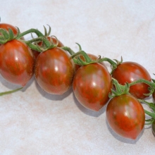 Томат Шоколадная конфетка