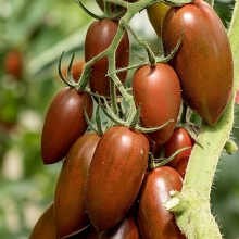 Томат Шоколадка F1