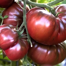 Томат Шоколадное чудо