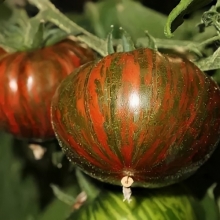 Томат Шоколадный Полосатый