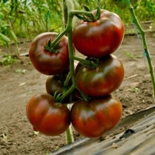 Томат Шоколадобой