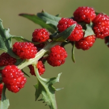 Шпинат Земляничный