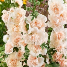 Шток-роза Мажоретт Шампань (махровая)