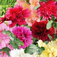 Шток-роза Королевская смесь