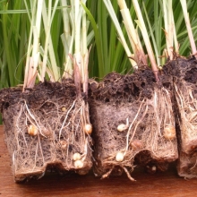 Чуфа Земляной орех