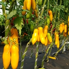 Томат Сибирские бананы