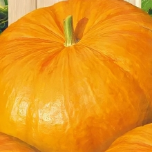 Тыква Сибирский Гигант