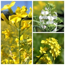 Зелёное удобрение смесь сидератов 0,5кг (большой пакет)