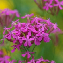 Силена Электра (смолевка)