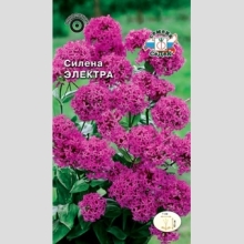 Силена Электра (смолевка)