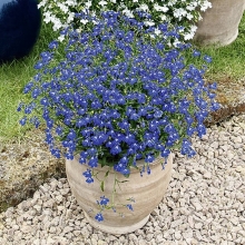 Лобелия Сине-белый фонтан плетистая