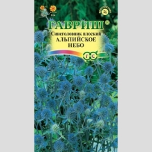 Синеголовник Альпийское небо
