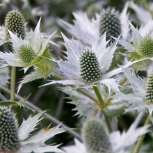 Синеголовник Silver Salentino (большой пакет)