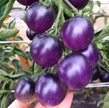 Томат Синяя Гроздь F1