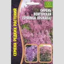 Сирень венгерская