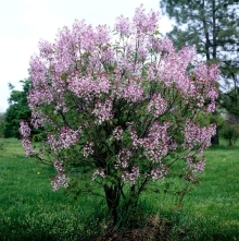 Сирень венгерская (большой пакет)