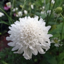 Скабиоза Хрусталь