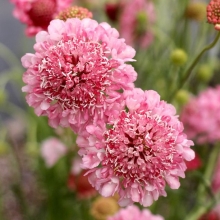 Скабиоза Розовая королева
