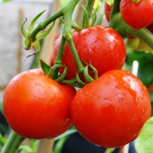 Томат Сказки Шахерезады (большой пакет)