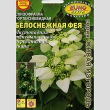 Схизофрагма Белоснежная фея (гортензиевидная)