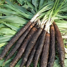 Скорцонера Лечебный