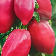 Томат Сладкий Бочонок