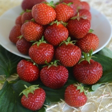 Земляника Сладкоежка F1