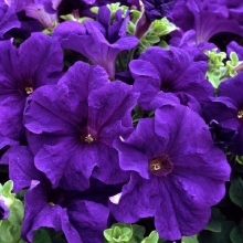 Петуния Слалом F1 Синяя Каскадная