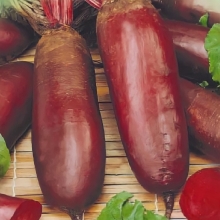 Свекла Славянка